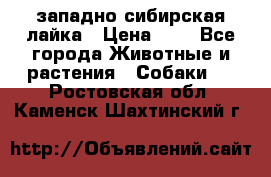 западно сибирская лайка › Цена ­ 0 - Все города Животные и растения » Собаки   . Ростовская обл.,Каменск-Шахтинский г.
